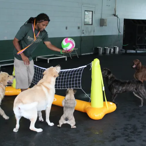 Dogs playing Volleyball